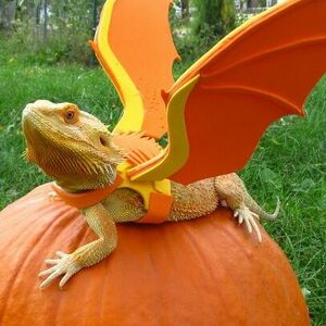 Team Page: Team Bearded Dragon